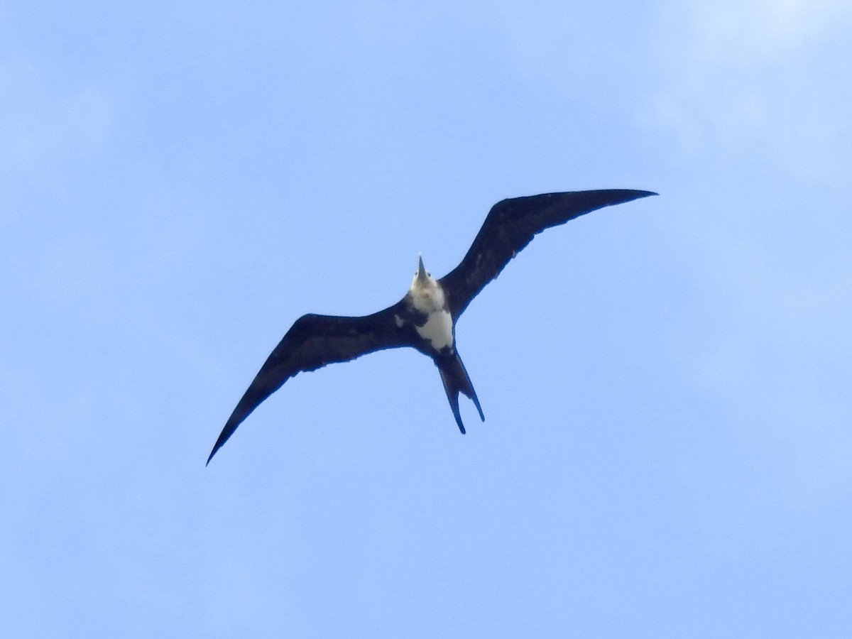 Lesser Frigatebird - Noam Markus