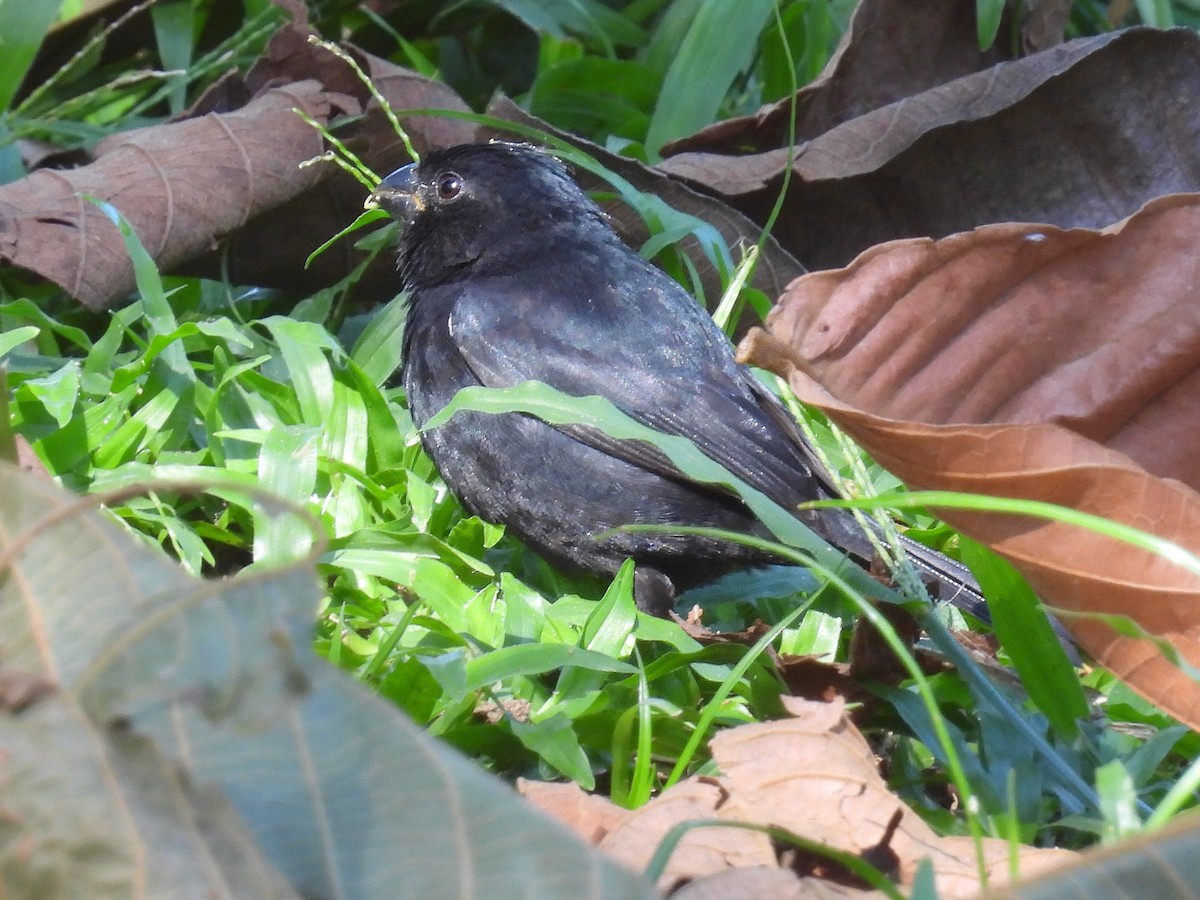 Variable Seedeater - ML617701927