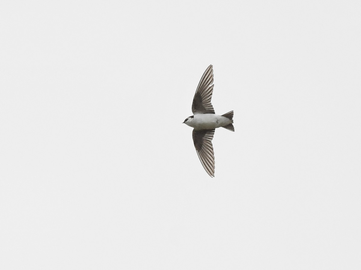 Violet-green Swallow - ML617701944