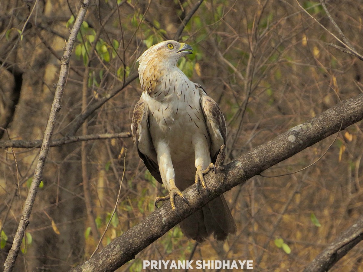 Oriental Honey-buzzard - Priyank Shidhaye