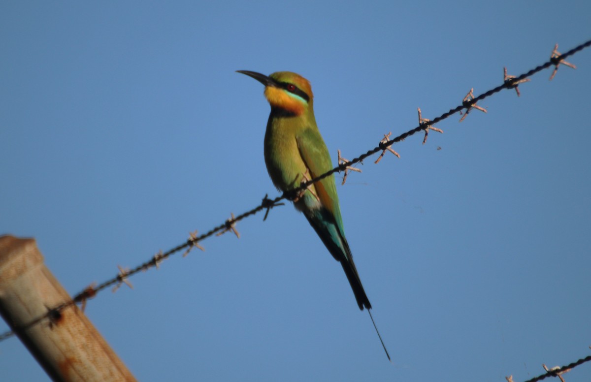 Rainbow Bee-eater - James Lambert