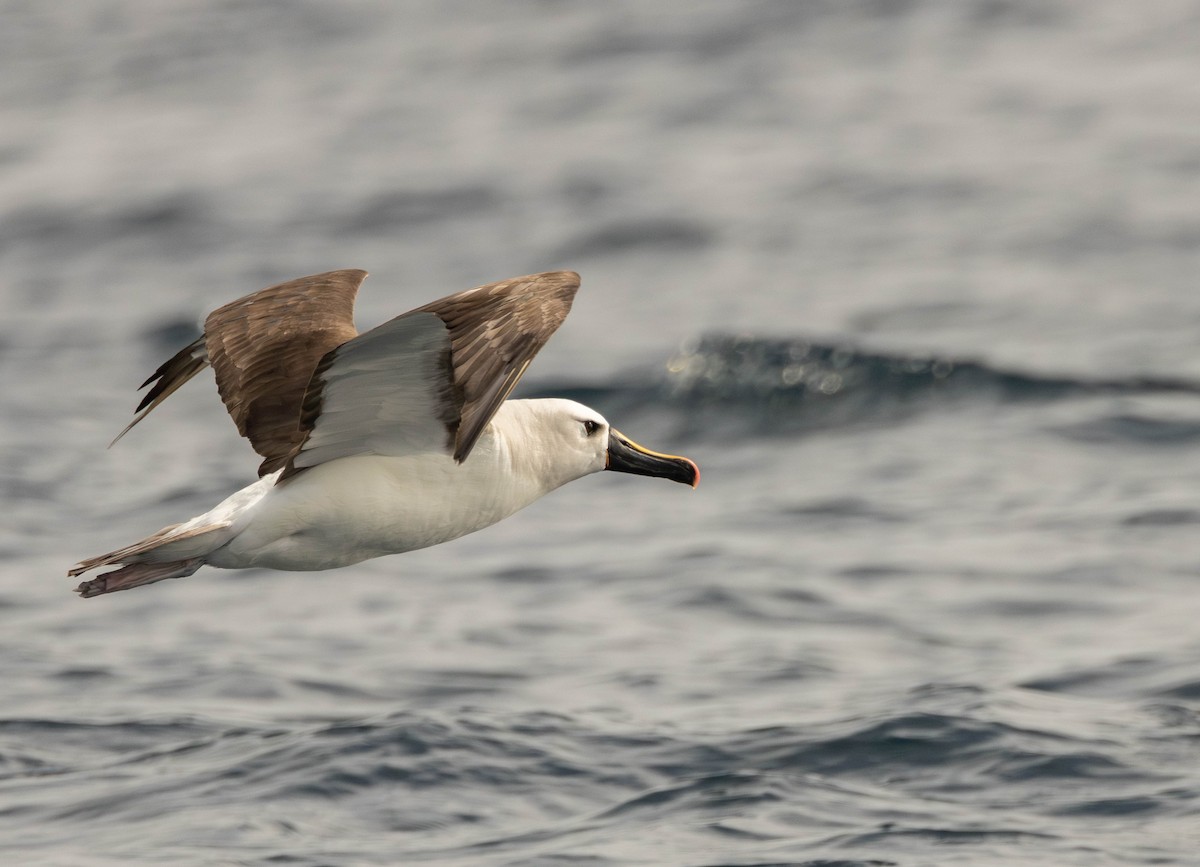 Atlantic Yellow-nosed Albatross - Garret Skead