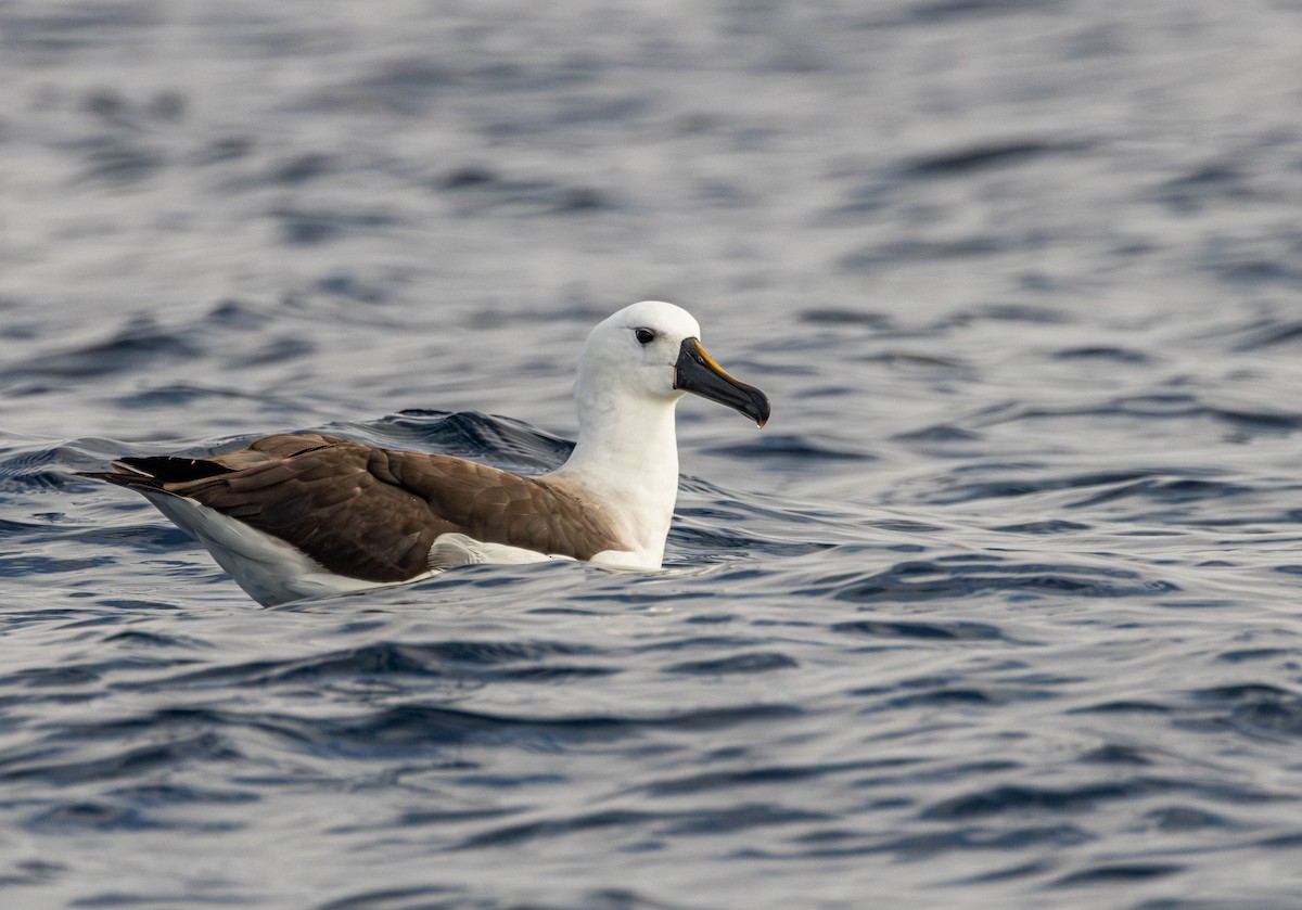 Indian Yellow-nosed Albatross - Garret Skead