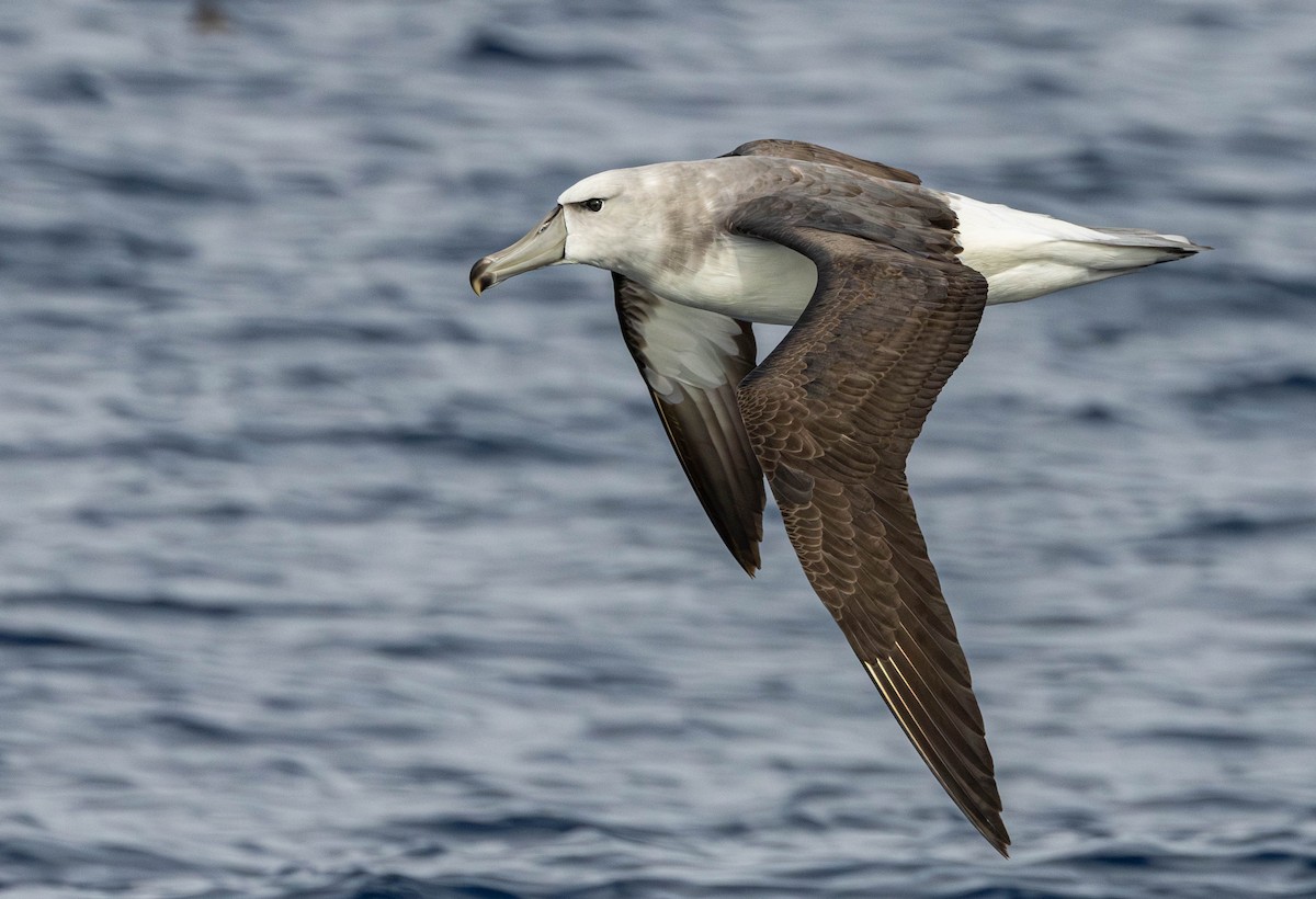 White-capped Albatross - Garret Skead