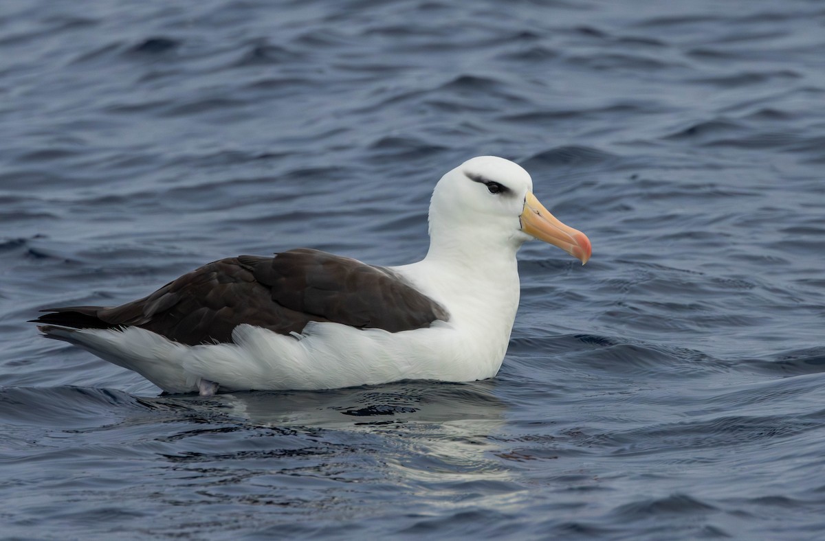 Albatros bekainduna (melanophris) - ML617702141