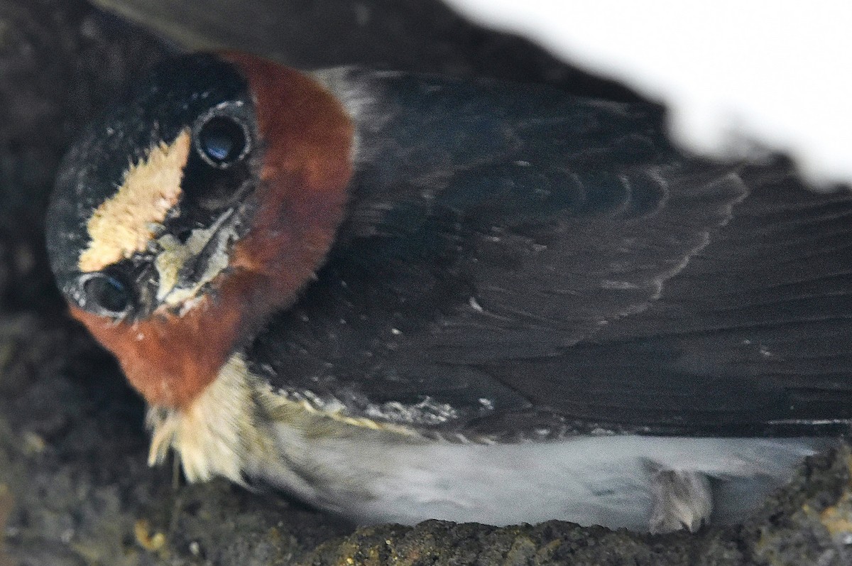 Cliff Swallow - Michael Brower