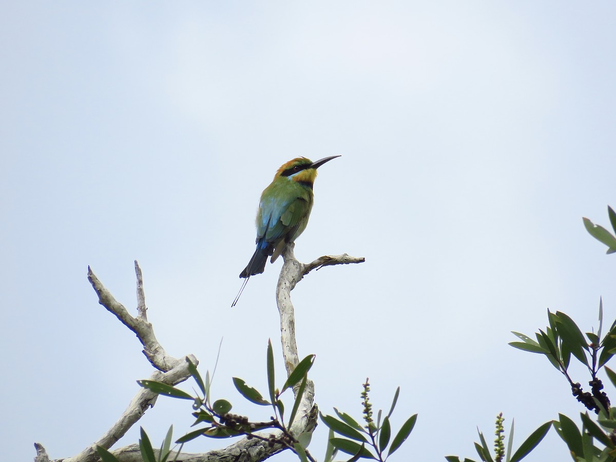 Rainbow Bee-eater - ML617702277
