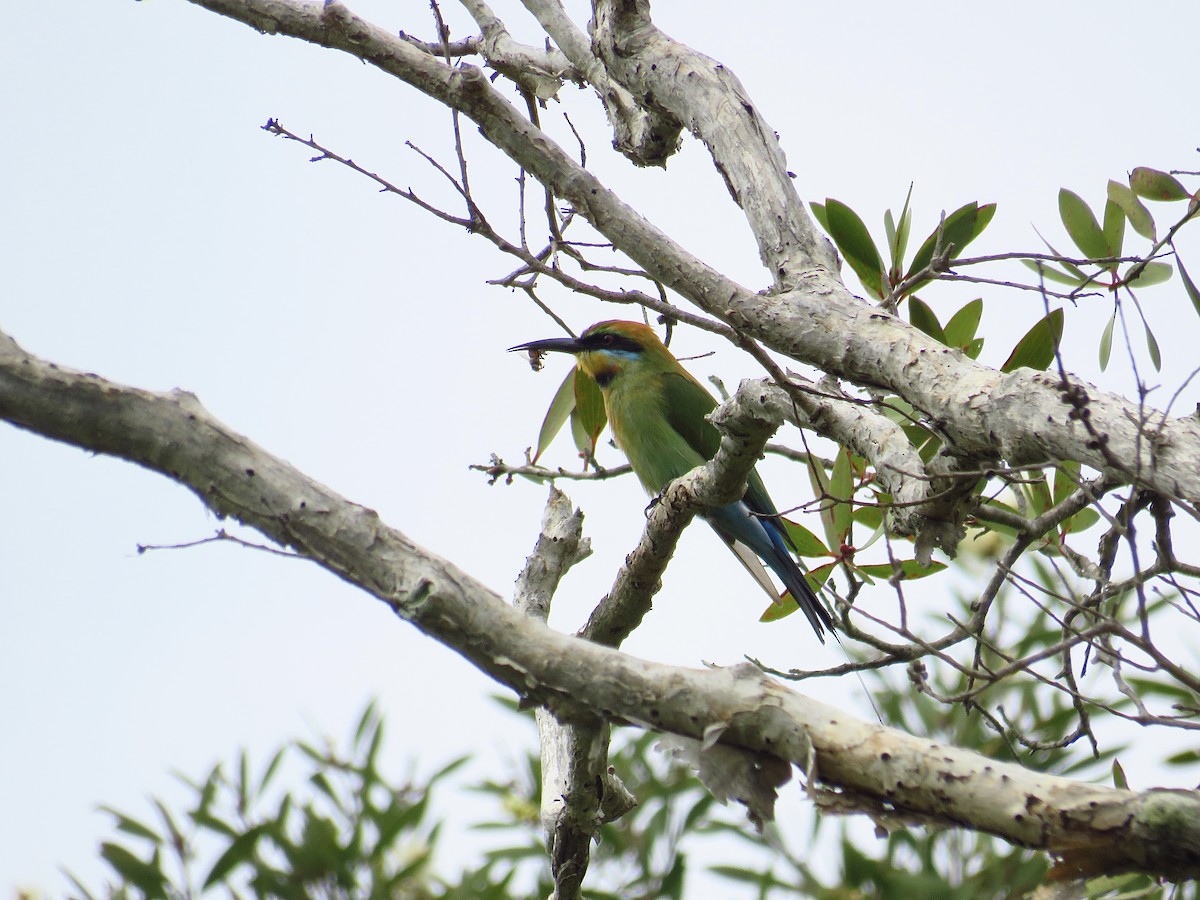 Rainbow Bee-eater - ML617702279