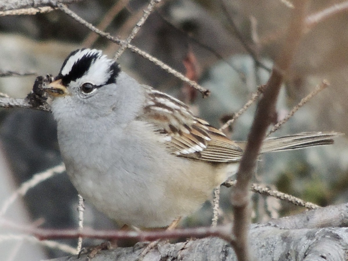 White-crowned Sparrow - ML617702328