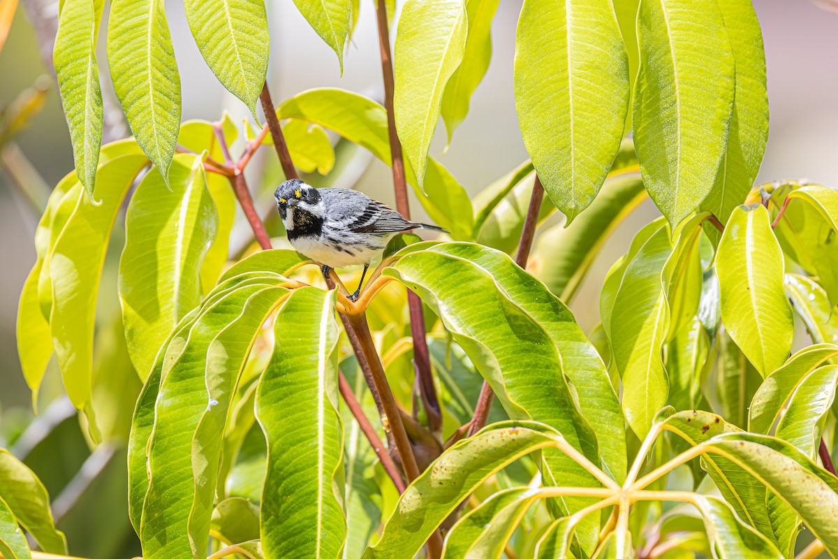 Black-throated Gray Warbler - ML617702337