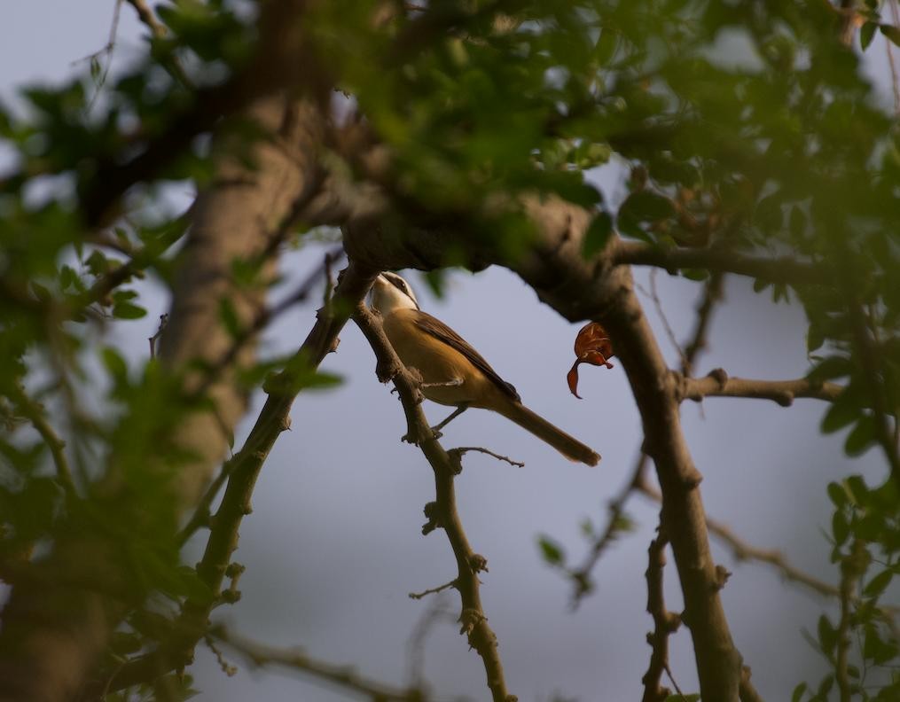 Brown Shrike - Anirudh Arun