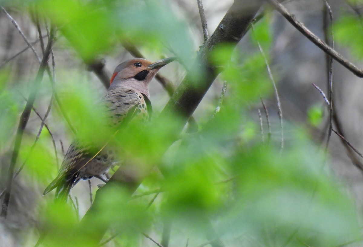 Northern Flicker (Yellow-shafted) - ML617702394