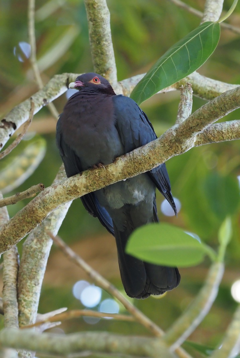 Scaly-naped Pigeon - ML617702401
