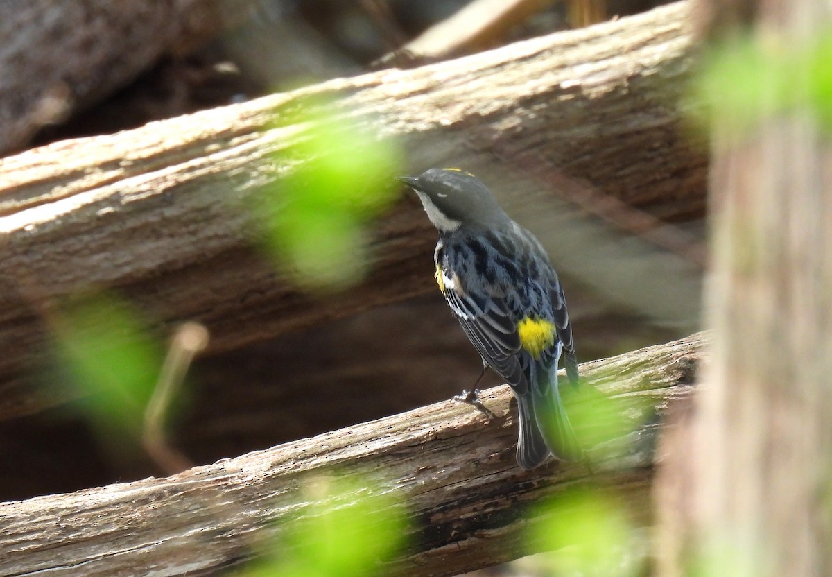 Yellow-rumped Warbler (Myrtle) - ML617702405