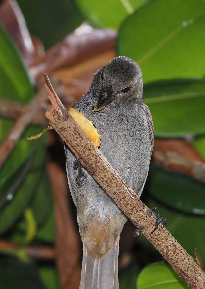 Barbados Bullfinch - ML617702415