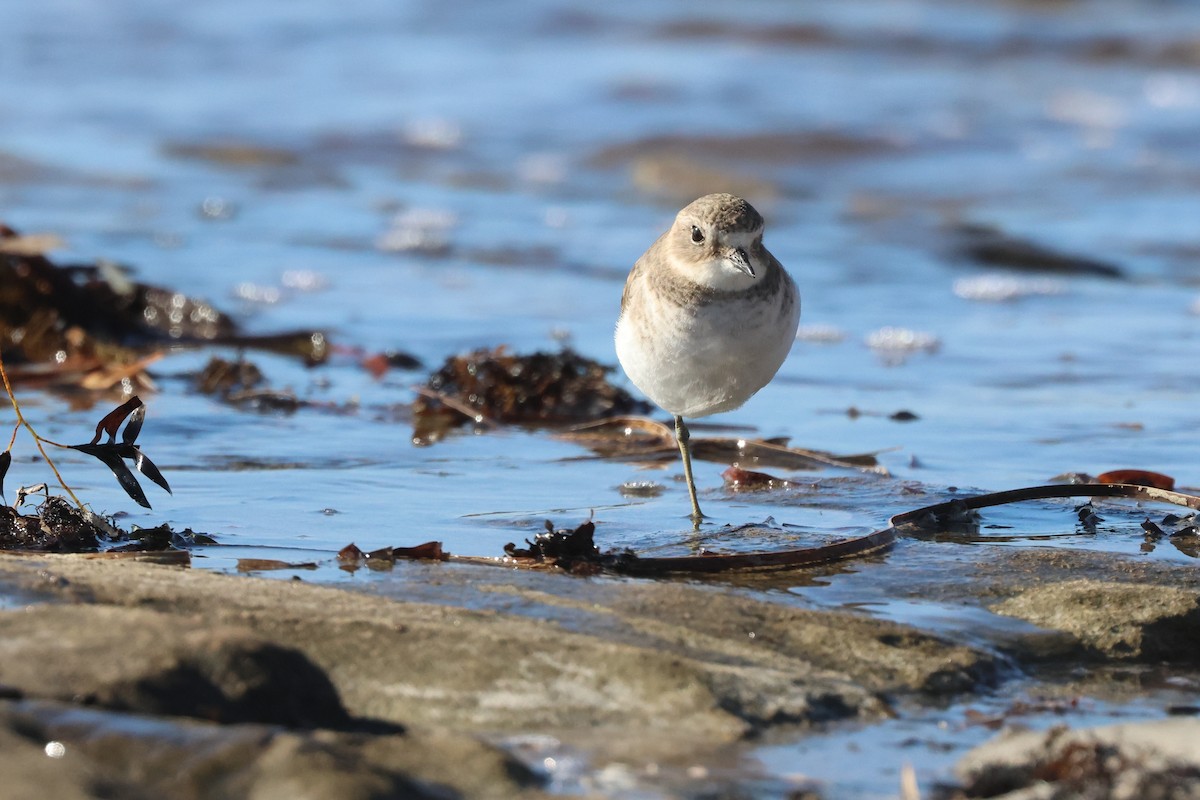 Double-banded Plover - ML617702525