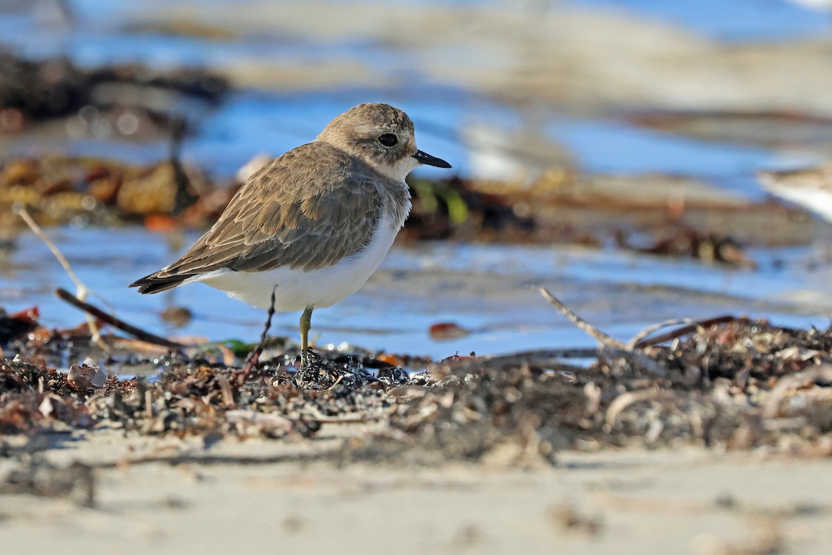 Double-banded Plover - ML617702526