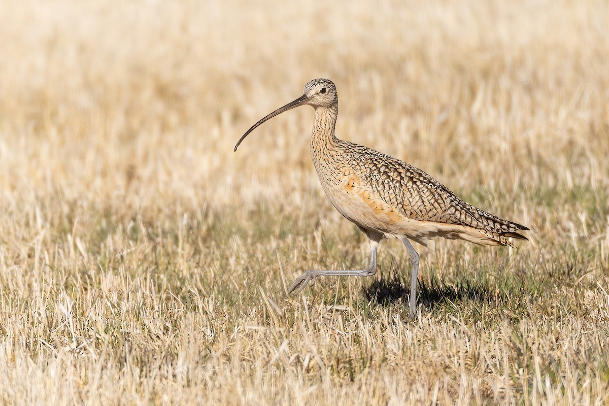 Long-billed Curlew - ML617702590