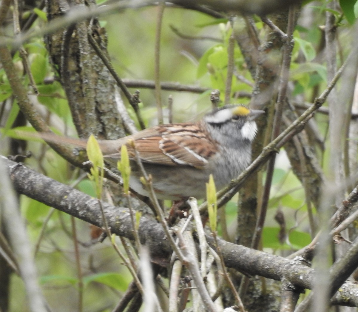 White-throated Sparrow - ML617702596