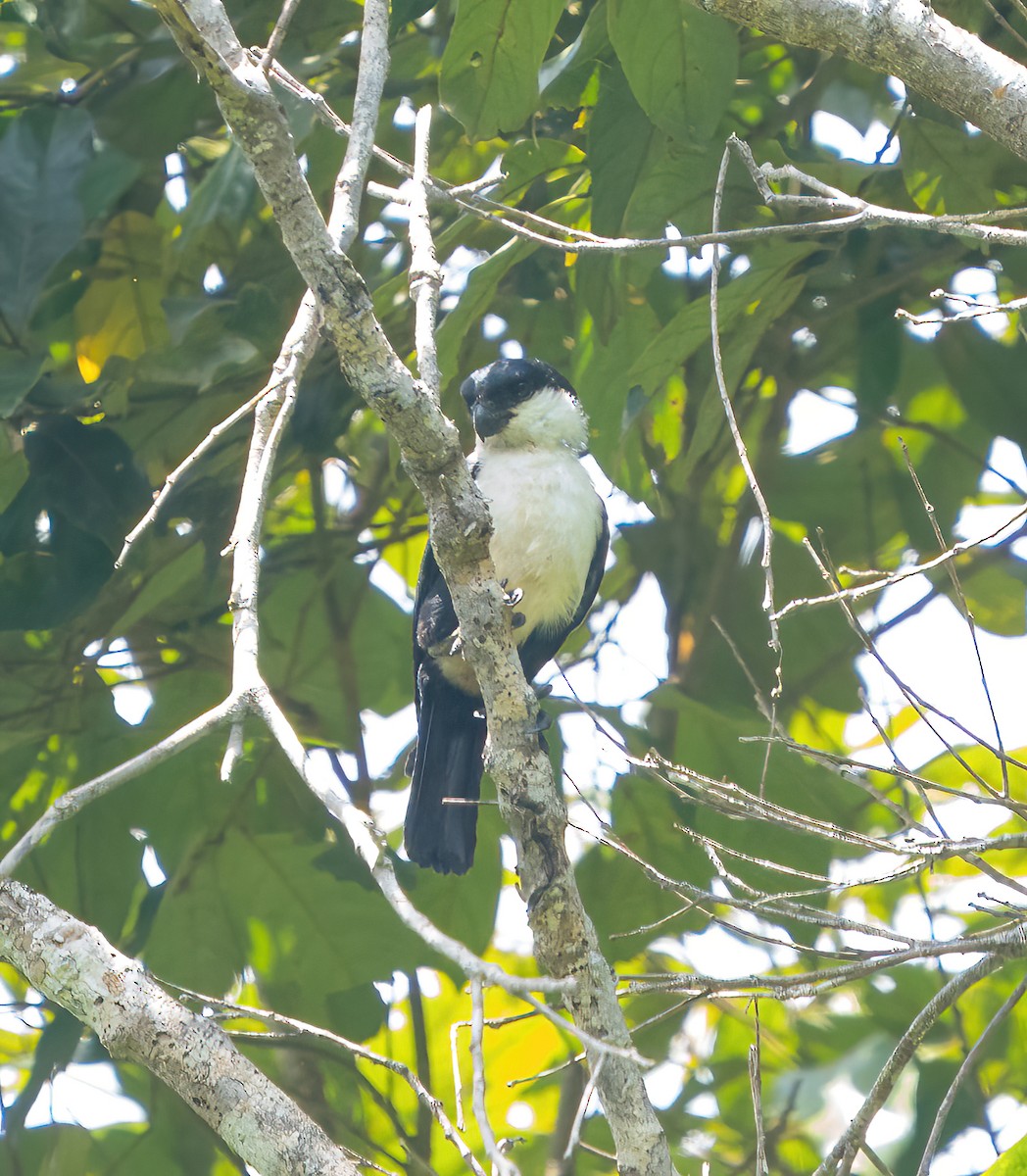 Philippine Falconet - Kevin Pearce