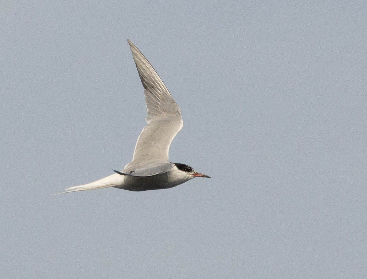 Common Tern - Garret Skead