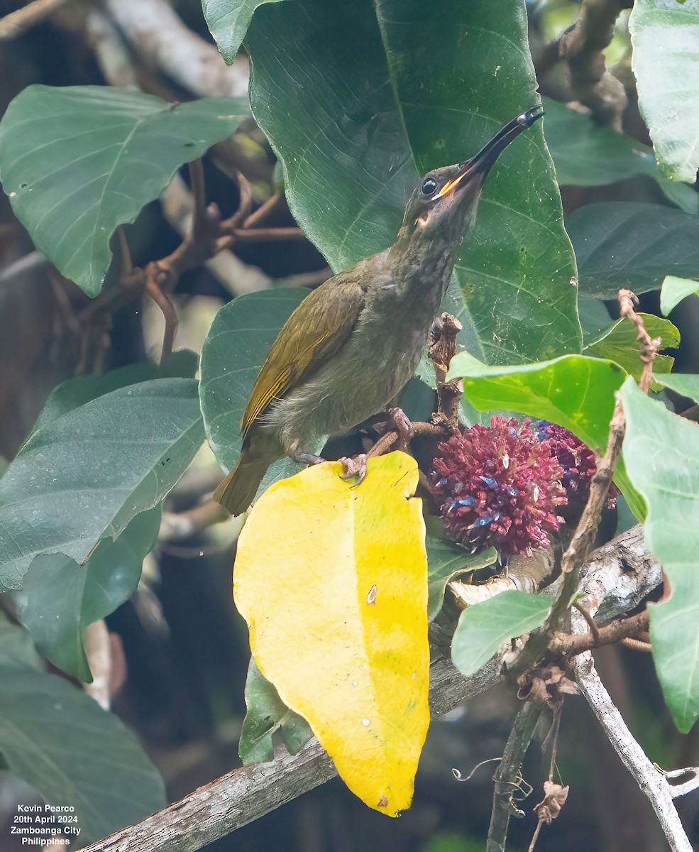 Naked-faced Spiderhunter - Kevin Pearce