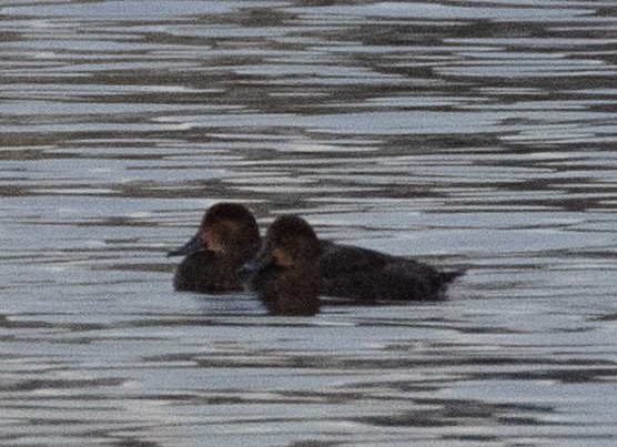 Greater/Lesser Scaup - ML617702946