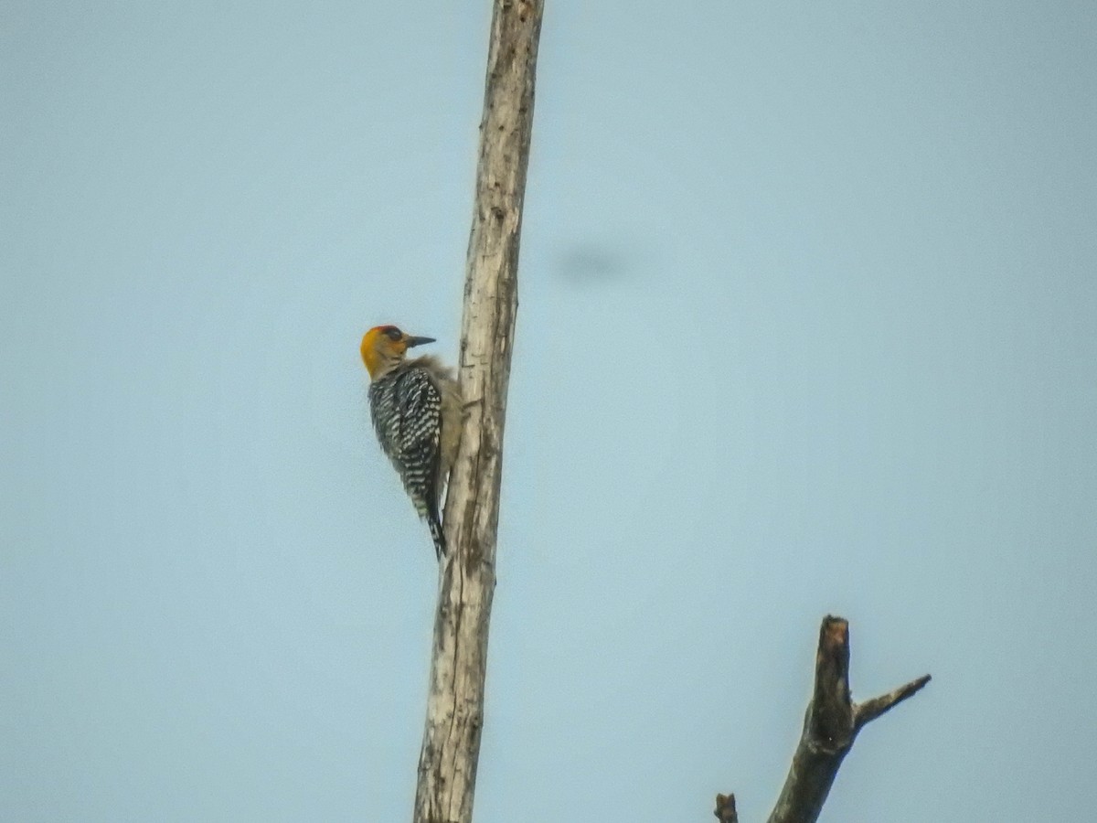 Golden-cheeked Woodpecker - ML617702949