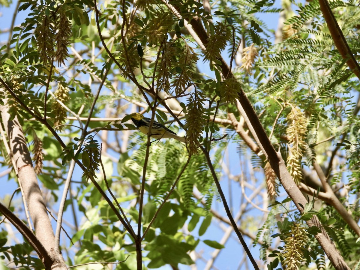 Black-throated Green Warbler - Jose Antonio R Pasos Perez