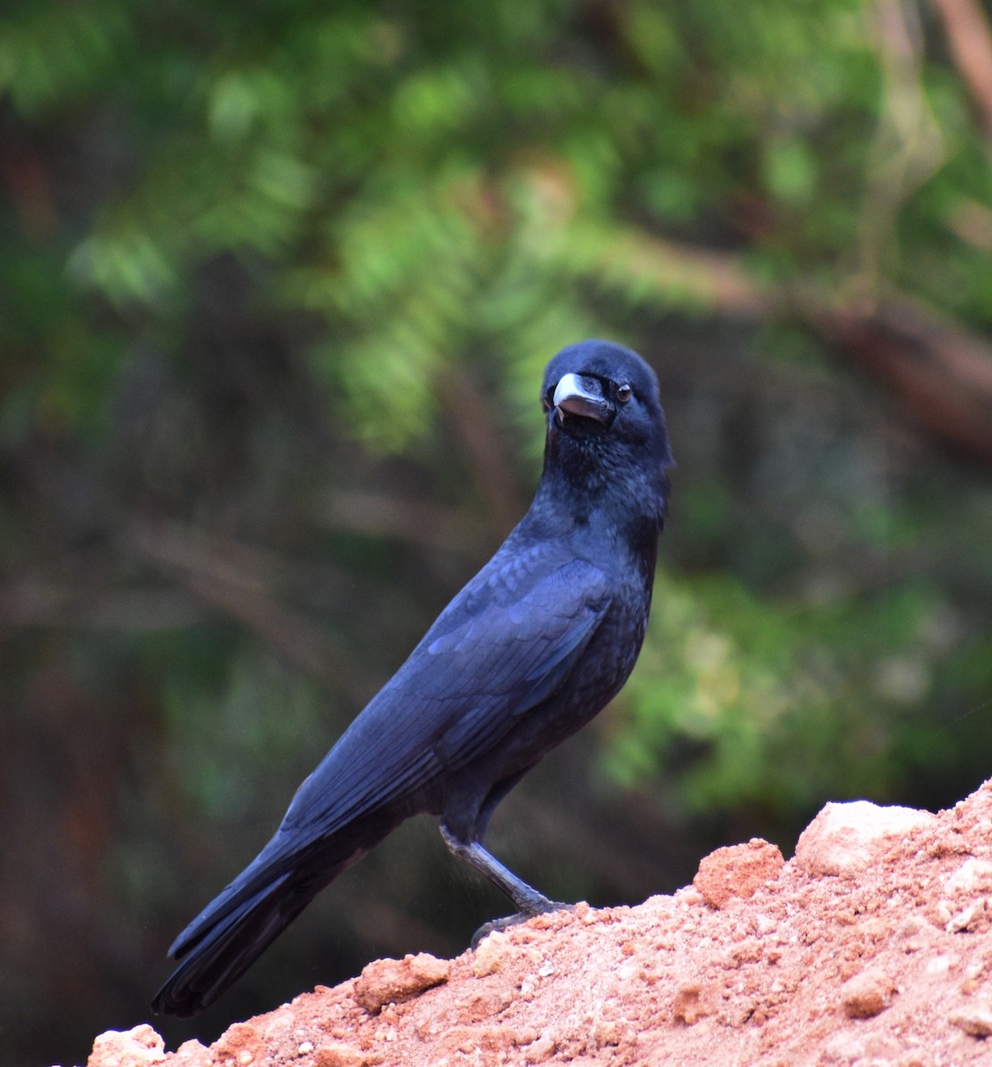 Large-billed Crow (Indian Jungle) - ML617703093