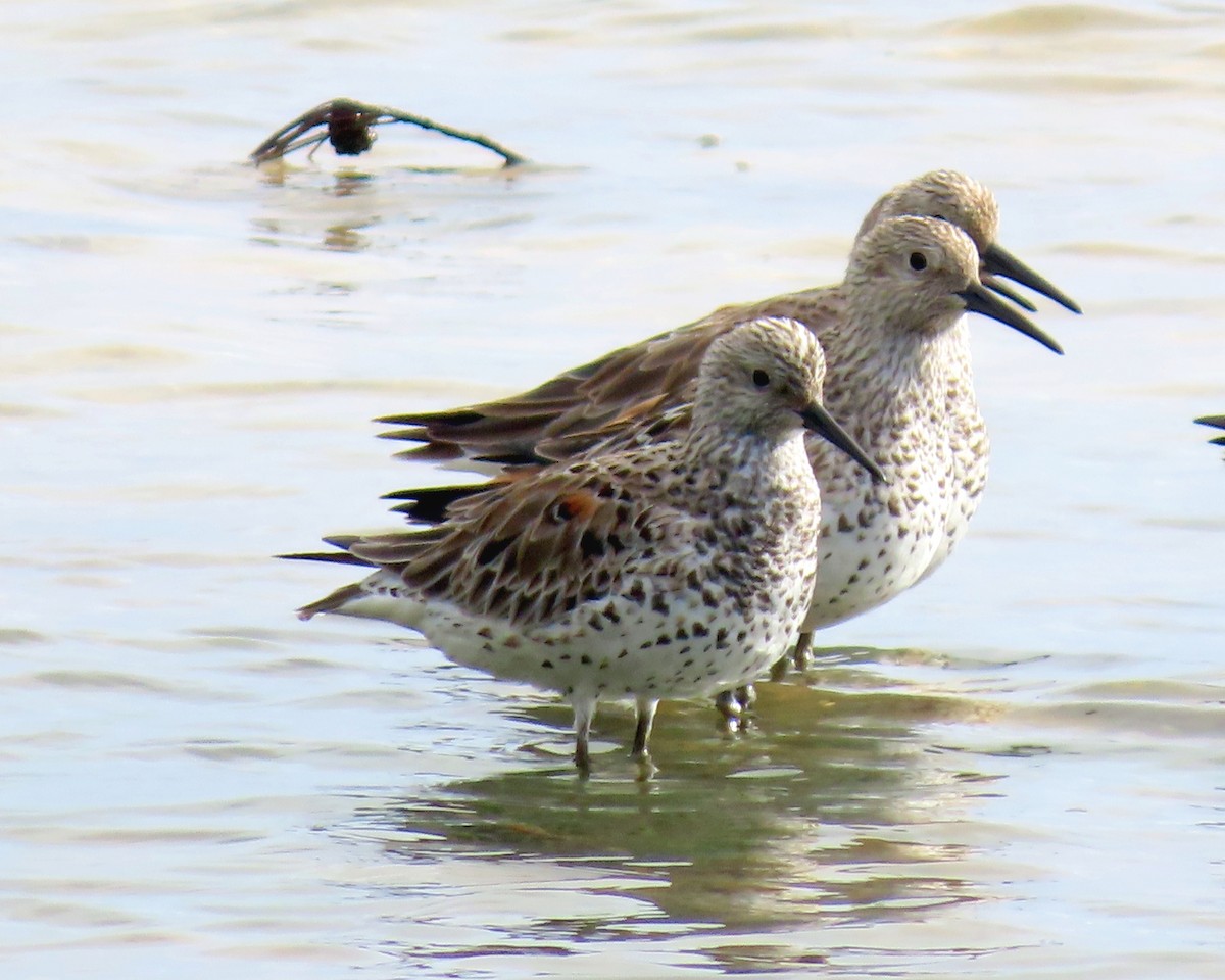 Great Knot - ML617703104