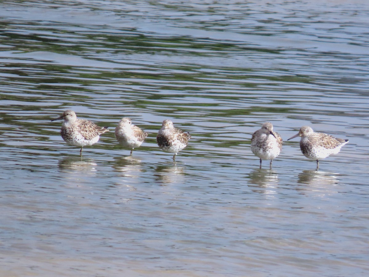 Great Knot - ML617703106