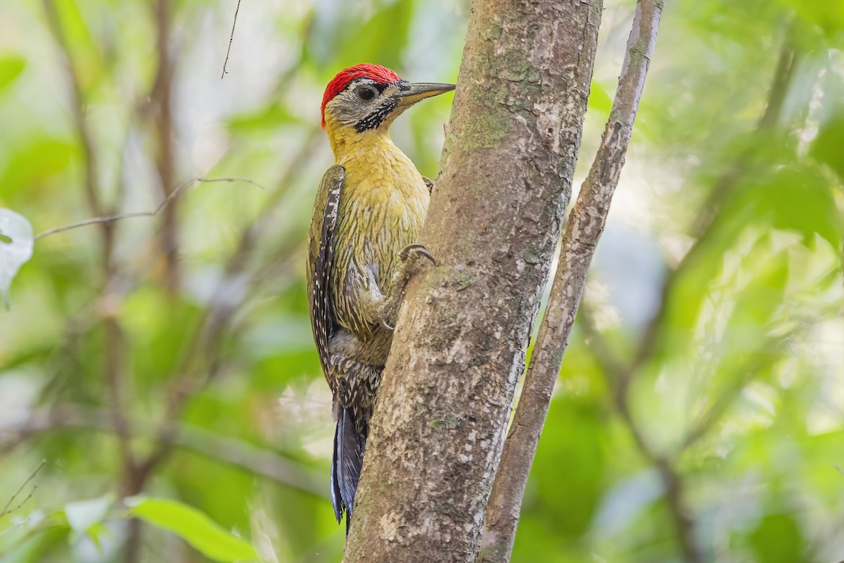 Laced Woodpecker - ML617703267