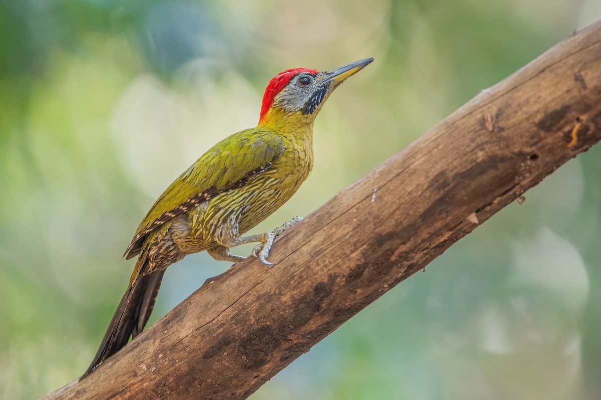 Laced Woodpecker - Ngoc Sam Thuong Dang