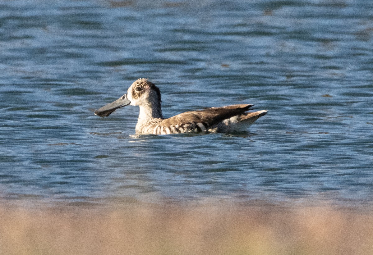 Pink-eared Duck - Mitch Rose