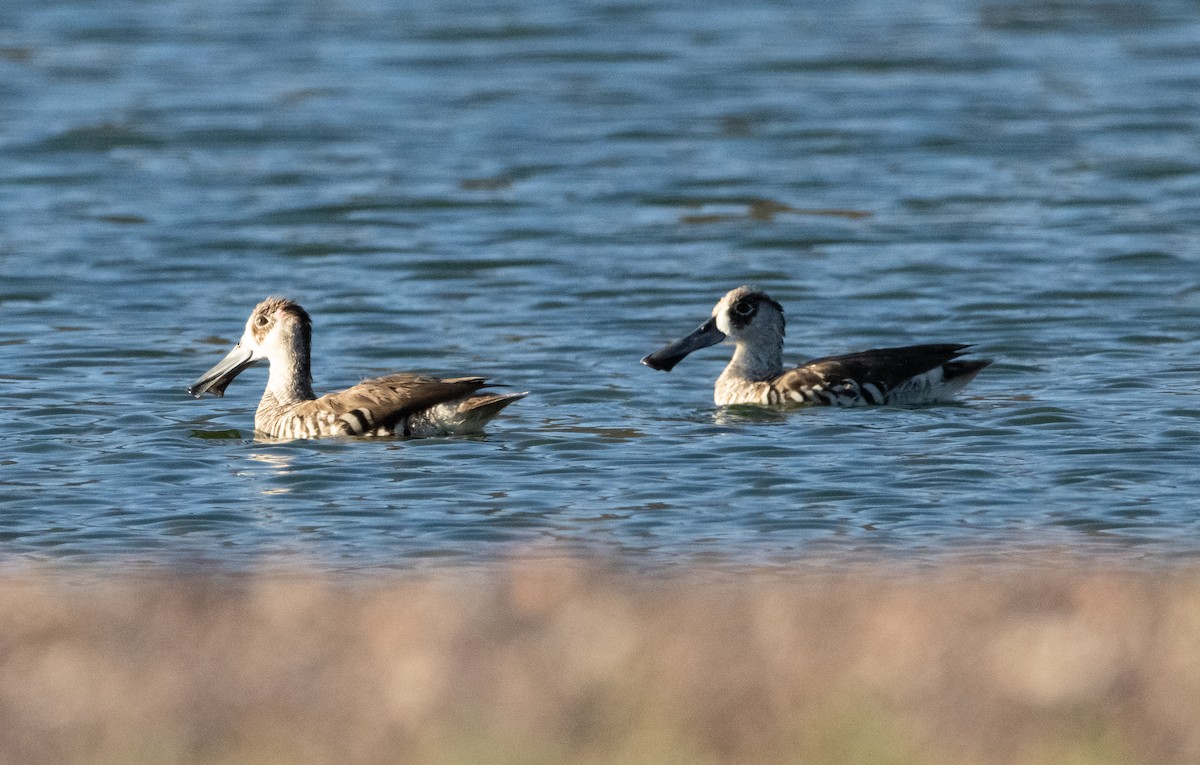 Pink-eared Duck - Mitch Rose