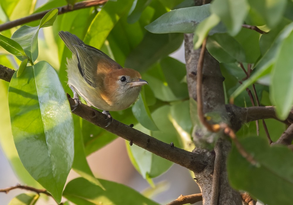 Rufous-naped Greenlet - ML617703323