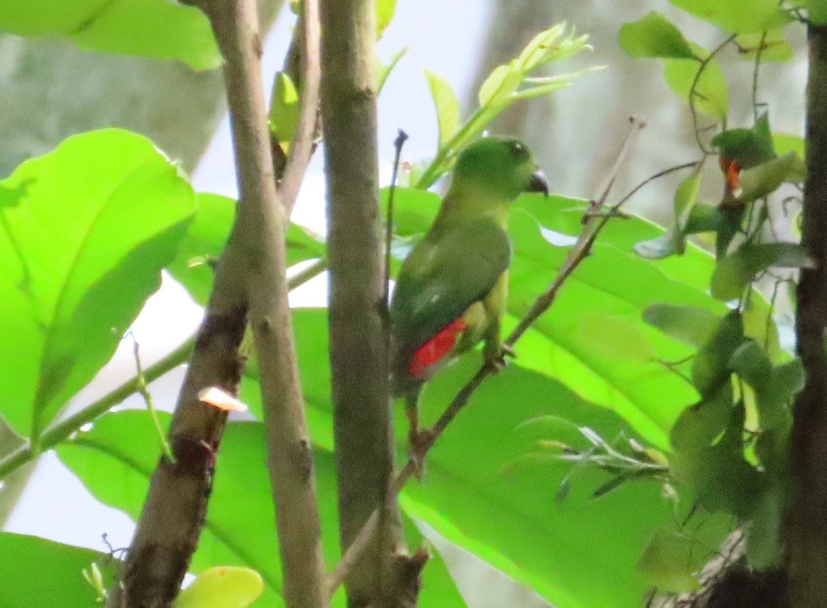Blue-crowned Hanging-Parrot - ML617703324