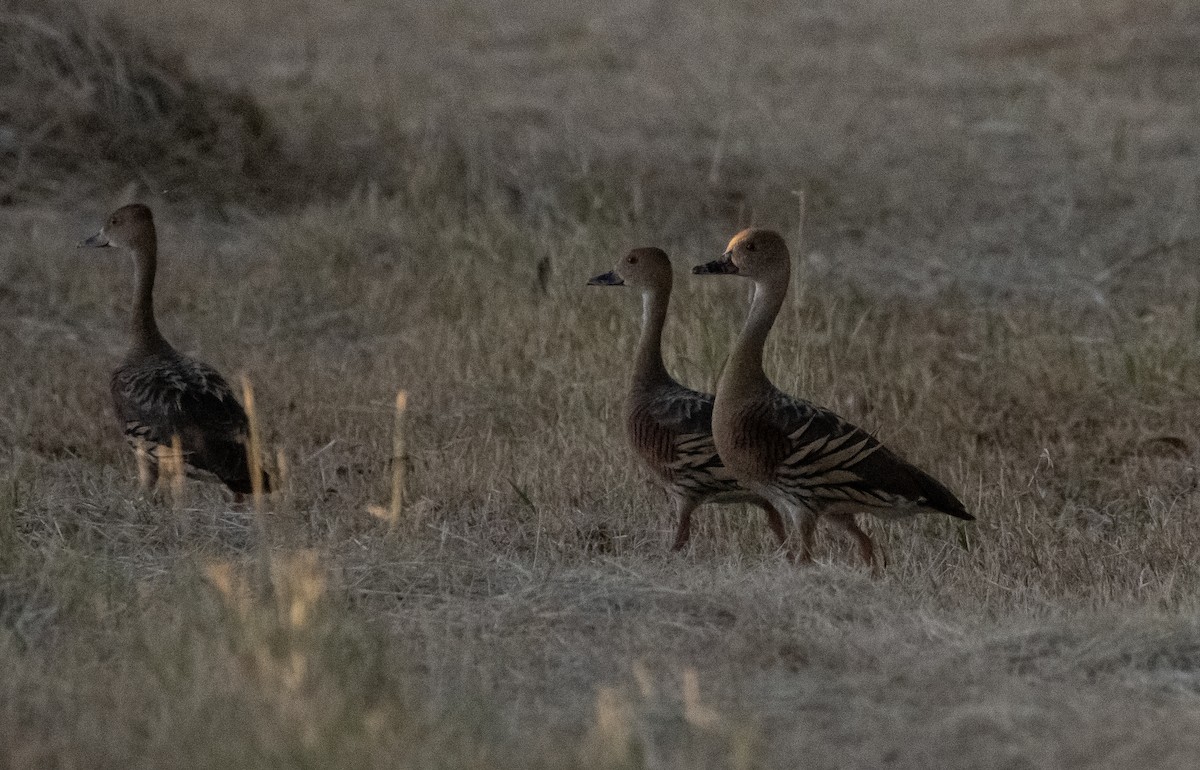 Plumed Whistling-Duck - Mitch Rose