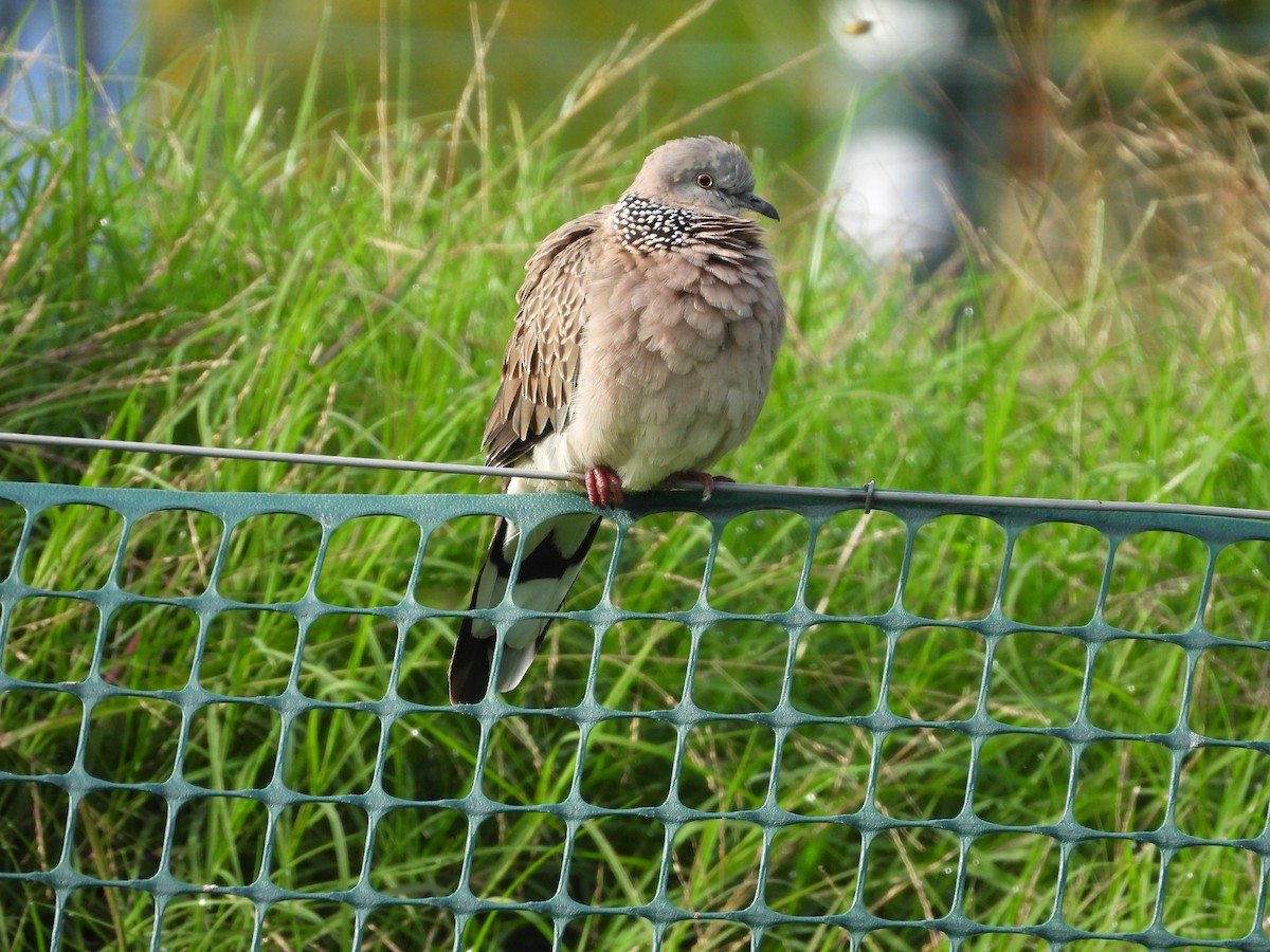 Spotted Dove - ML617703432