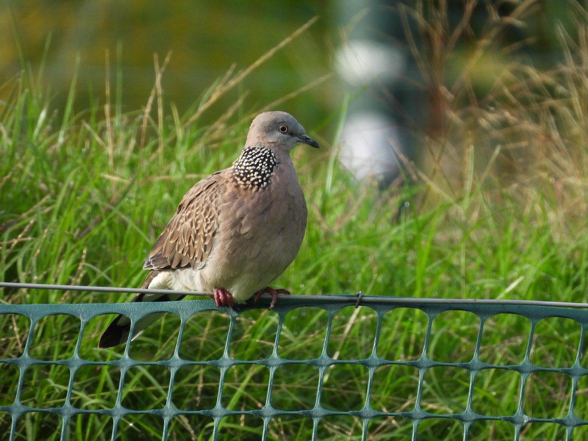 Spotted Dove - ML617703433