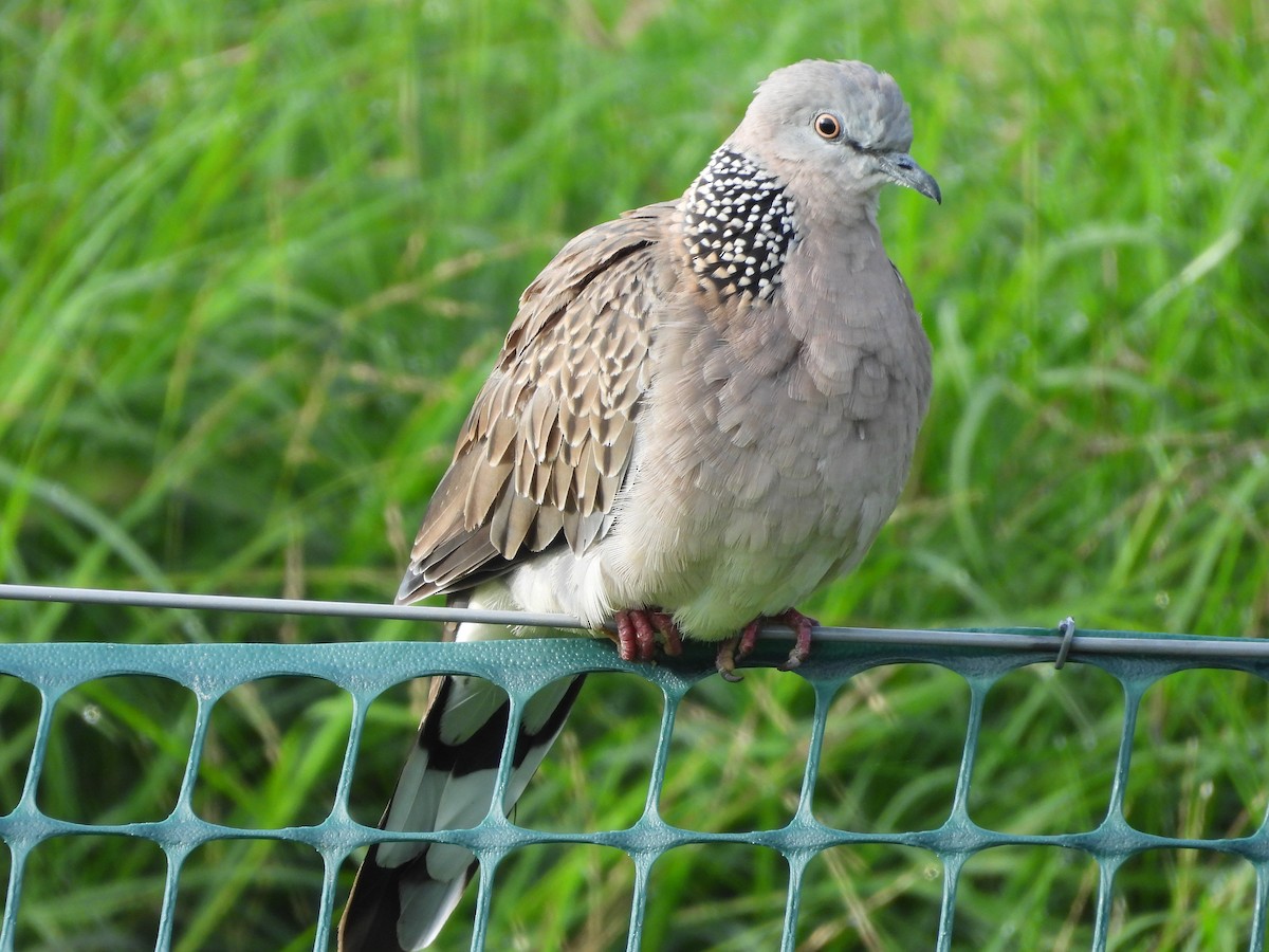 Spotted Dove - ML617703434