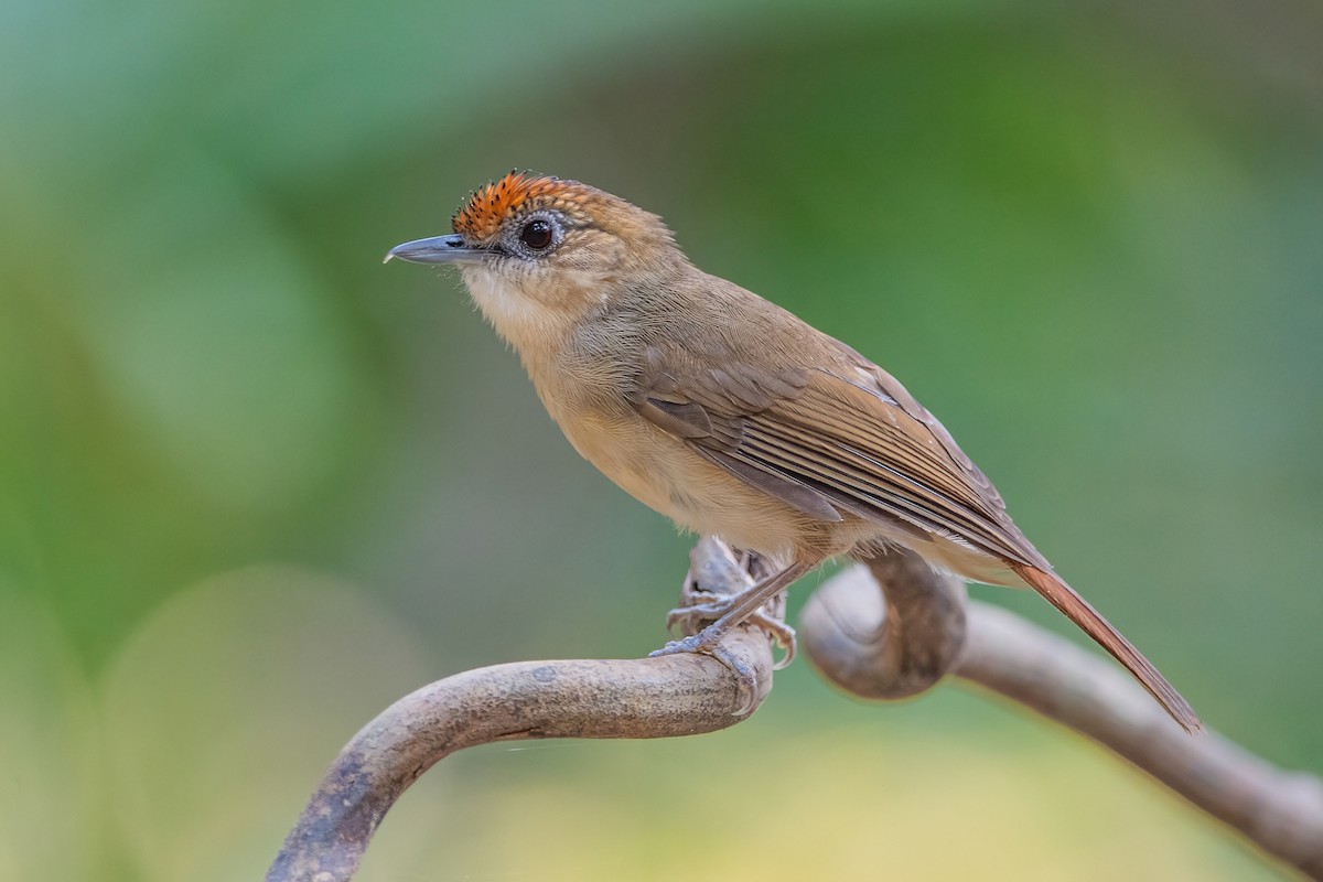 Scaly-crowned Babbler - ML617703521