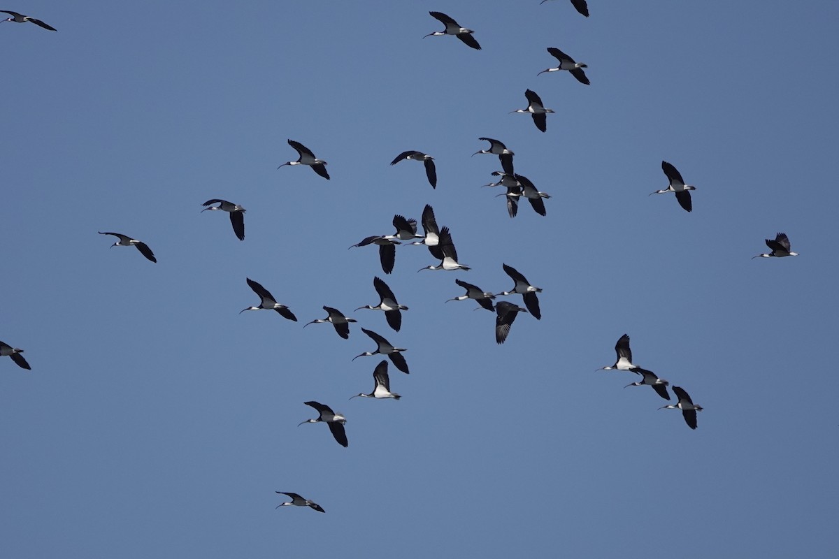 ibis slámokrký - ML617703575