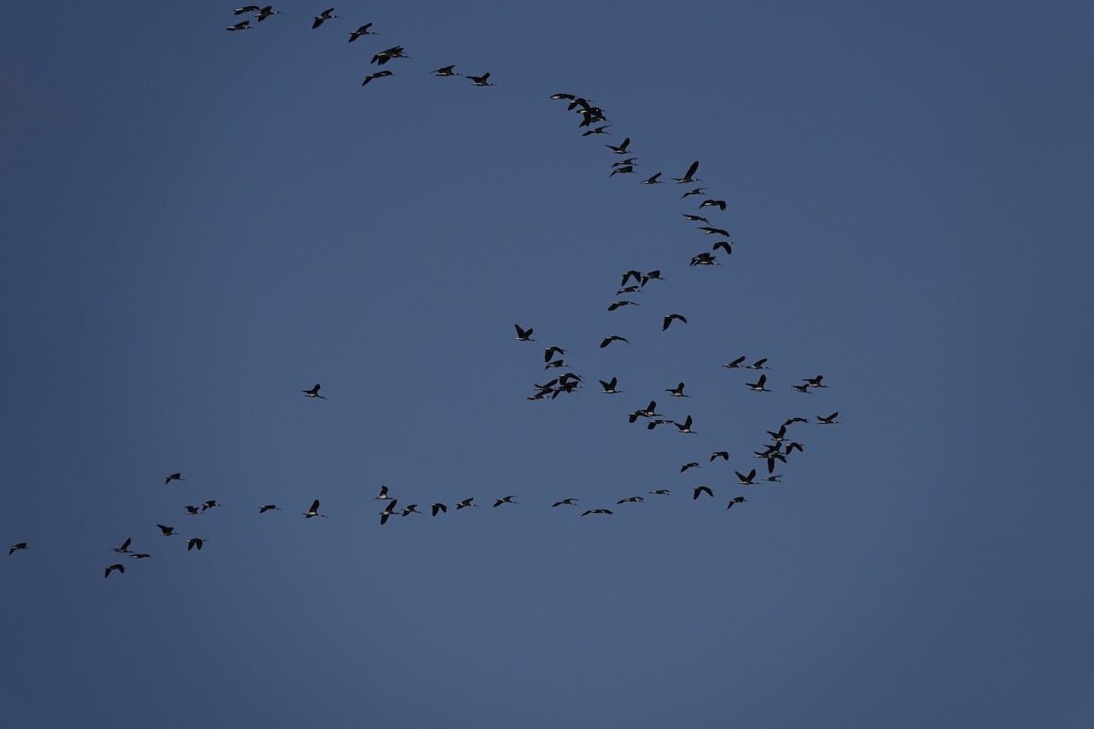 ibis slámokrký - ML617703578
