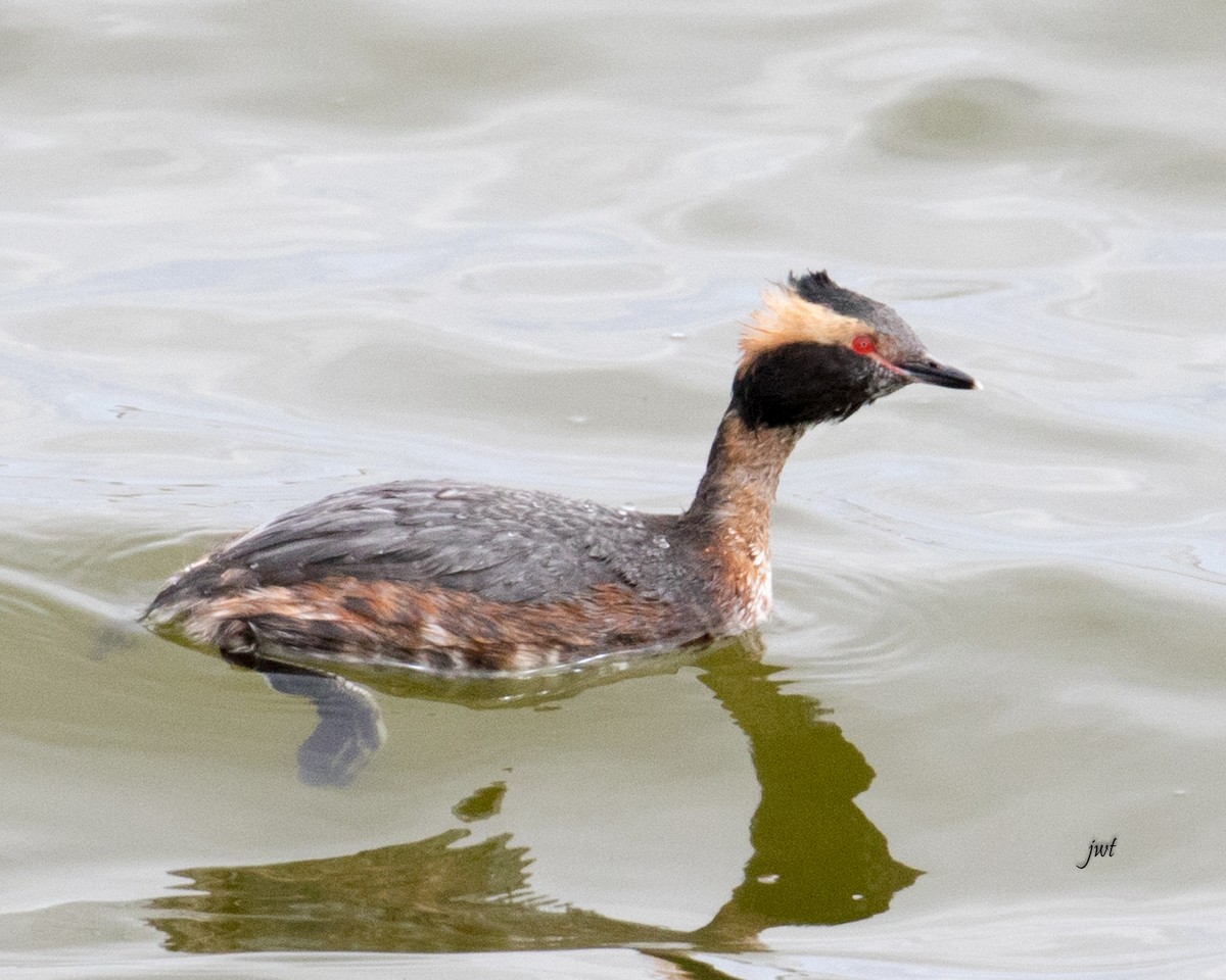 Horned Grebe - Janeal W. Thompson