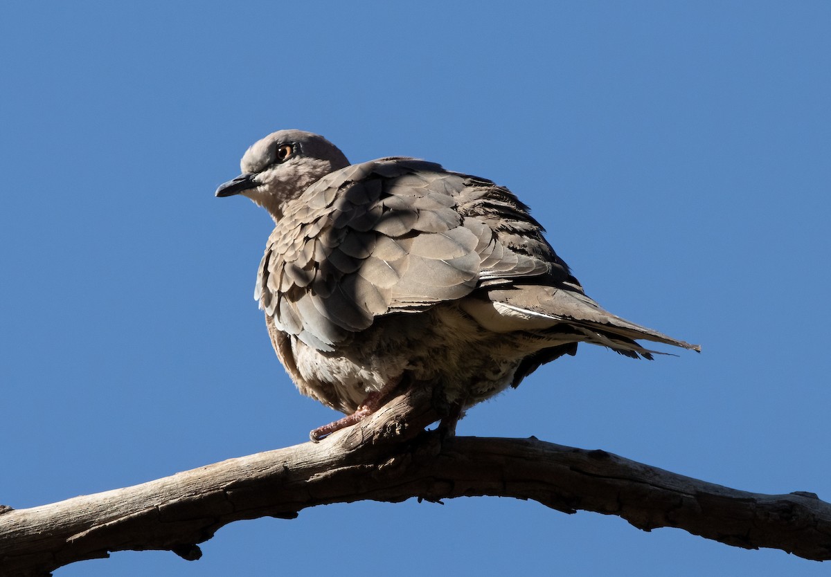 Spotted Dove - ML617703661
