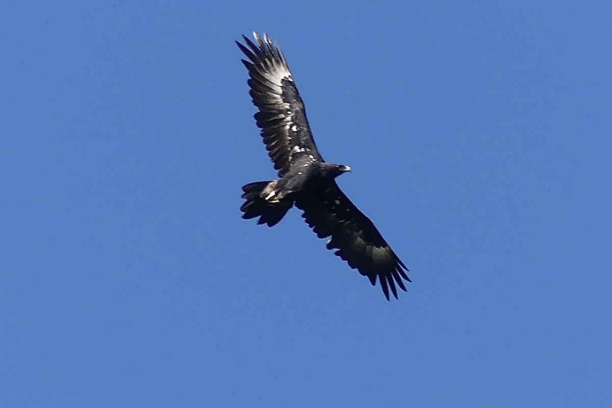 Wedge-tailed Eagle - ML617703682