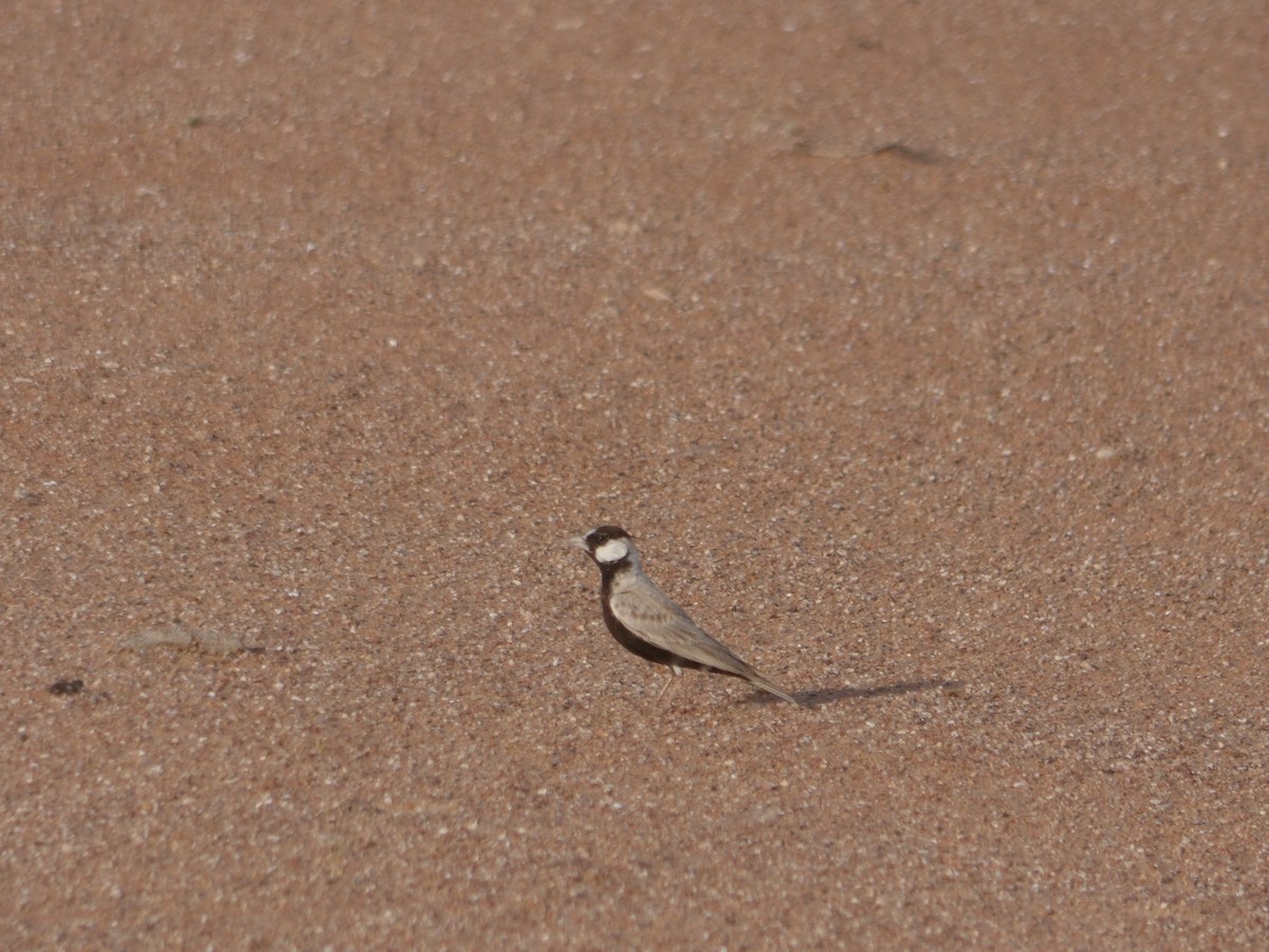 Black-crowned Sparrow-Lark - ML617703689