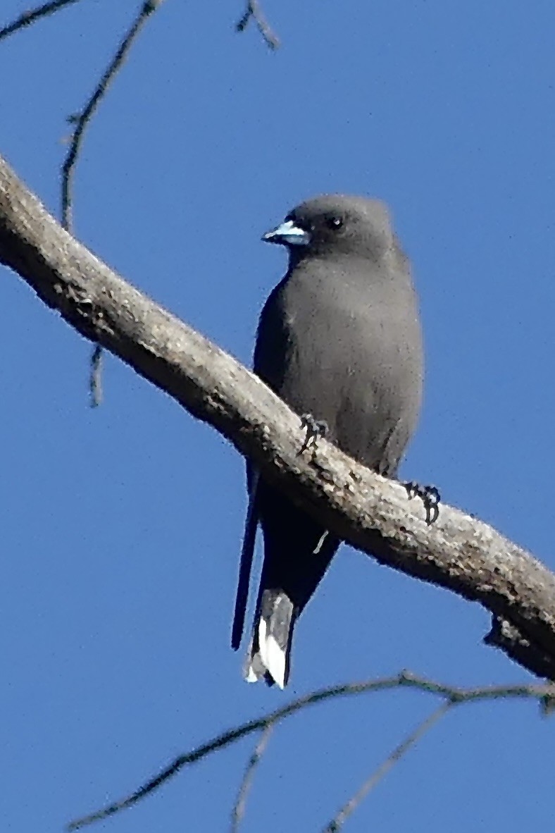 Dusky Woodswallow - BirdLife Murray Goulburn